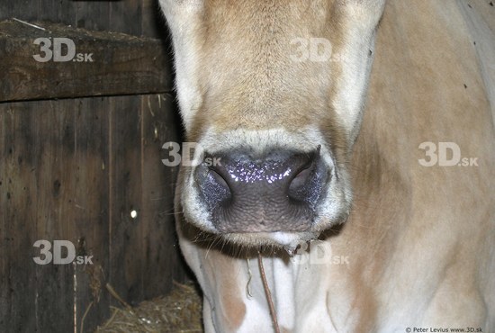 Nose Cow