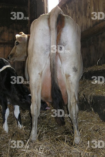 Tail Cow