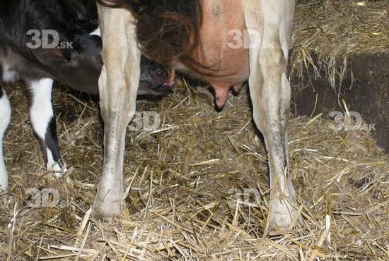 Calf Cow