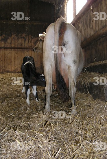 Tail Cow