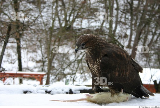 Whole Body Woman Casual Slim Buteo Animal photo references