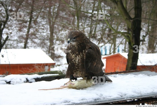 Whole Body Woman Casual Slim Buteo Animal photo references