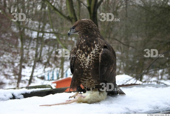 Whole Body Woman Casual Slim Buteo Animal photo references