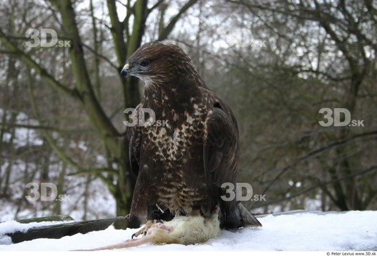 Whole Body Woman Casual Slim Buteo Animal photo references