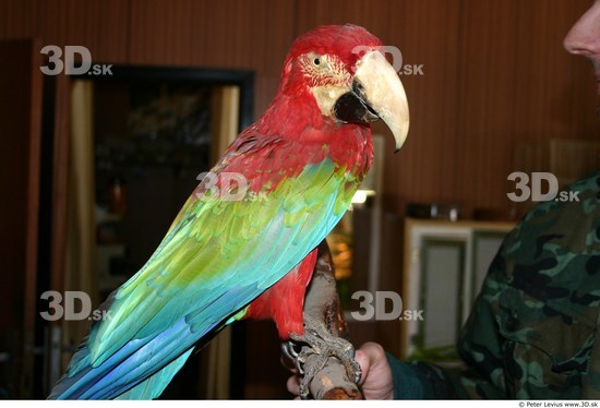 Parrot