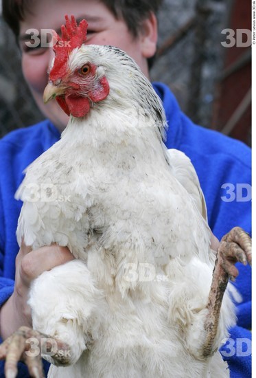 Hen