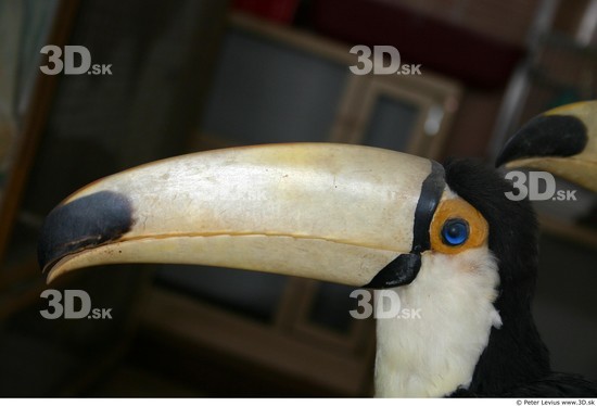 Head Toucan