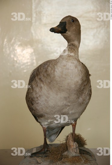 Whole Body Goose