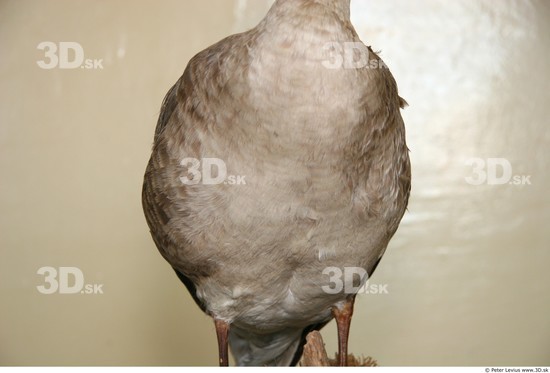 Upper Body Goose