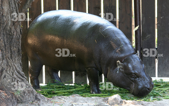 Whole Body Hippopotamus