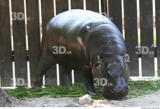 Whole Body Hippopotamus