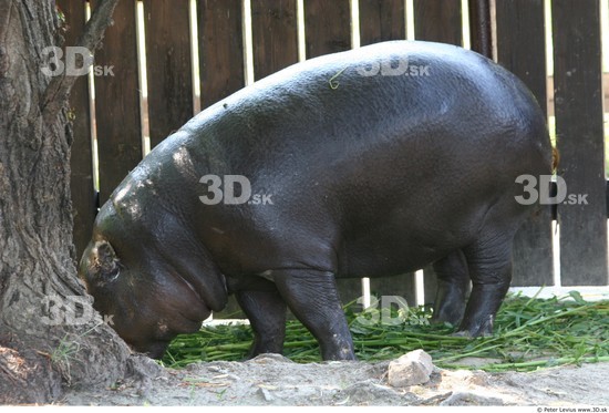 Whole Body Hippopotamus