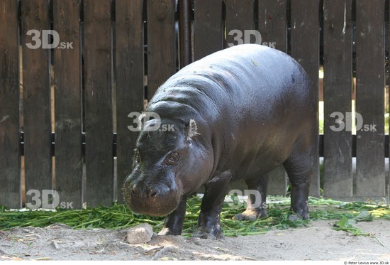 Whole Body Hippopotamus