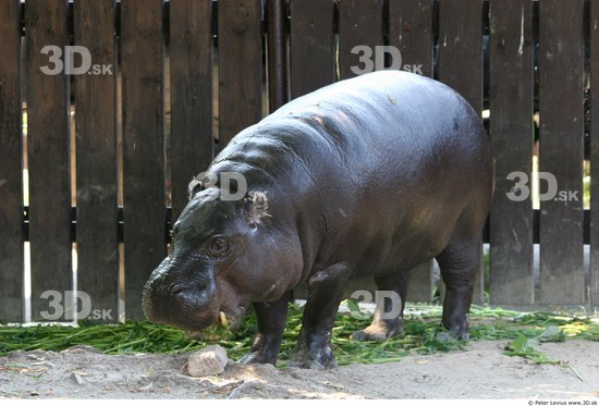 Whole Body Hippopotamus