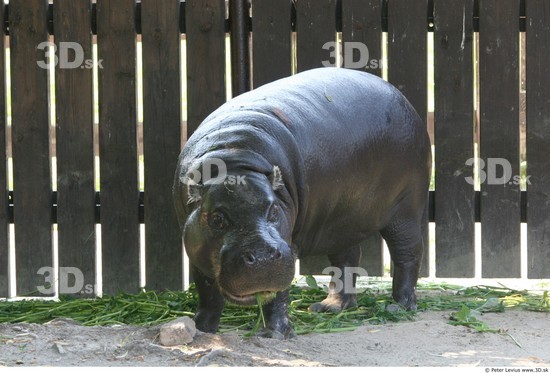 Whole Body Hippopotamus