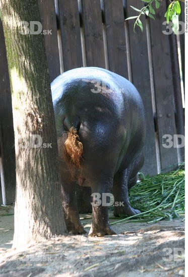 Whole Body Hippopotamus