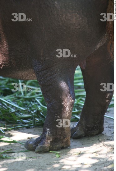 Leg Hippopotamus