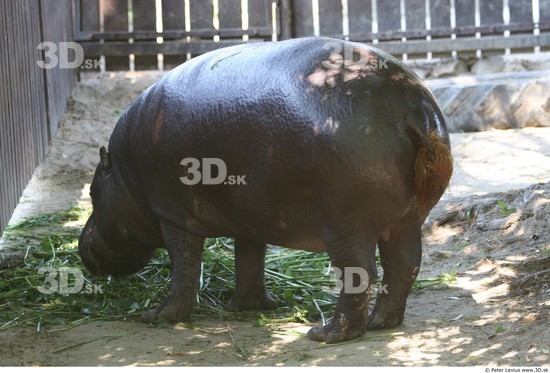 Whole Body Hippopotamus