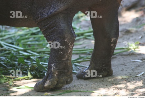 Leg Hippopotamus