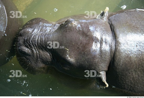 Head Hippopotamus