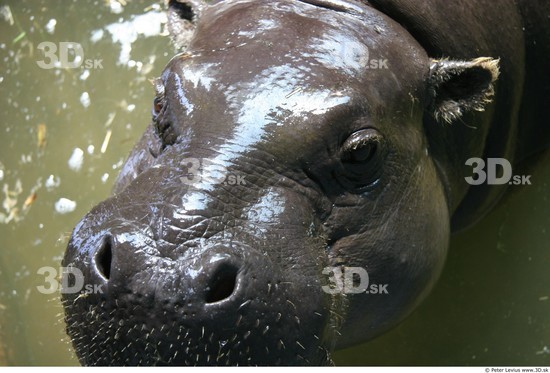 Face Hippopotamus