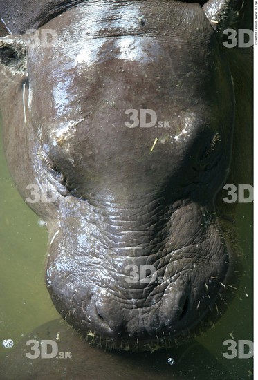 Head Hippopotamus