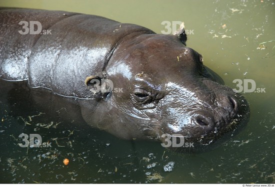 Head Hippopotamus