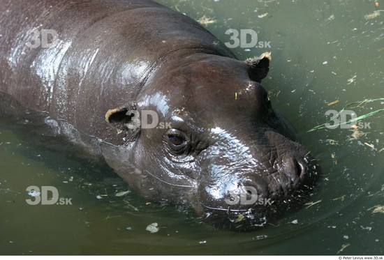 Head Hippopotamus