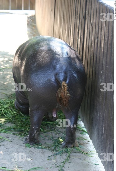 Whole Body Hippopotamus