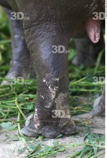 Calf Hippopotamus