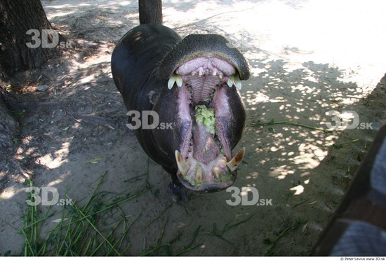 Mouth Hippopotamus