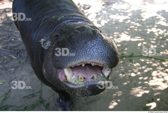 Mouth Hippopotamus