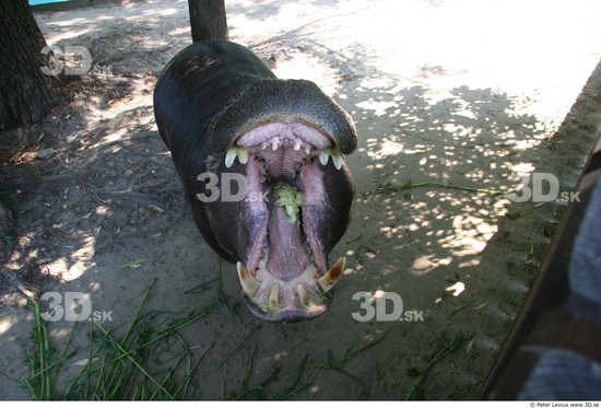 Mouth Hippopotamus