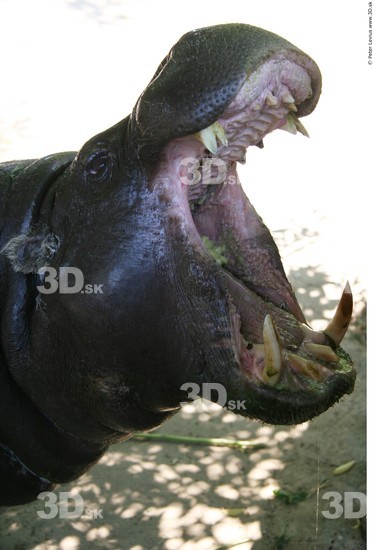 Mouth Hippopotamus