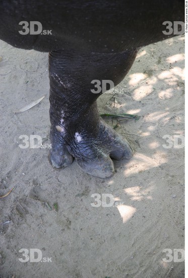 Foot Hippopotamus