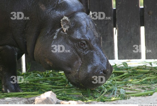 Head Hippopotamus