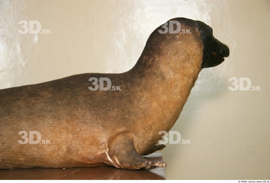 Upper Body Whole Body Seal Animal photo references