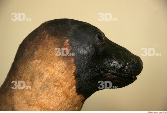 Whole Body Head Seal Animal photo references