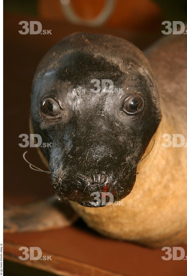 Whole Body Head Seal Animal photo references