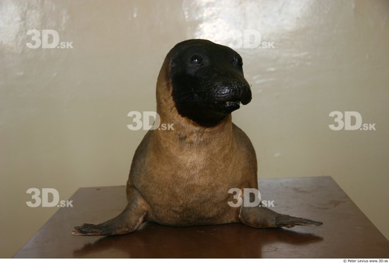 Whole Body Seal Animal photo references