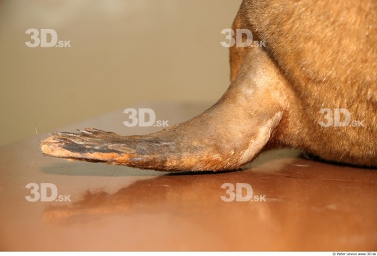 Leg Whole Body Seal Animal photo references