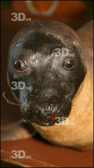 Whole Body Seal Animal photo references