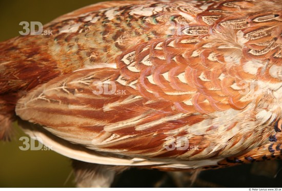 Arm Pheasant