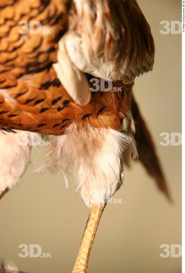 Thigh Pheasant