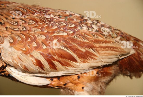 Arm Pheasant