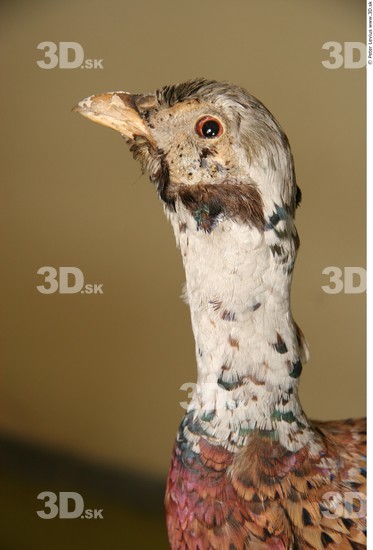 Head Pheasant