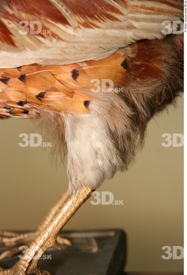 Thigh Pheasant