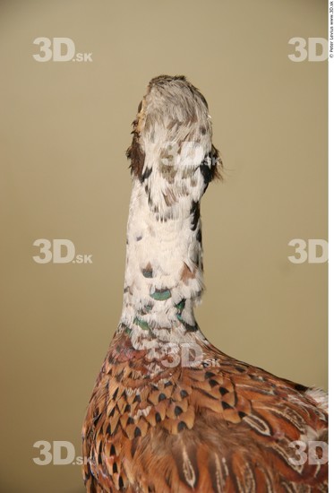 Head Pheasant