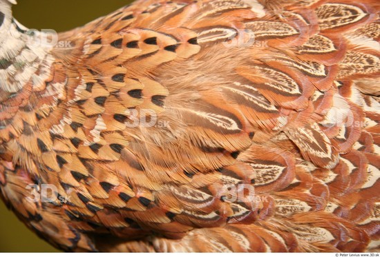 Back Pheasant