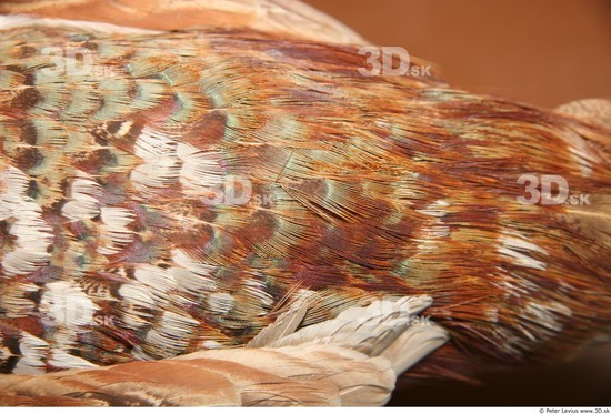 Skin Pheasant